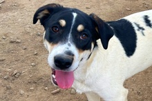 PALMA, Hund, Mischlingshund in Italien - Bild 8