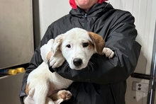 PEANUT, Hund, Deutscher Schäferhund-Mix in Italien - Bild 12