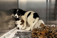 PEANUT, Hund, Deutscher Schäferhund-Mix in Italien - Bild 15