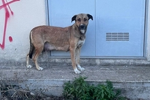 PEANUT, Hund, Deutscher Schäferhund-Mix in Italien - Bild 18