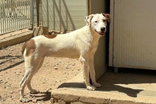 PEANUT, Hund, Deutscher Schäferhund-Mix in Italien - Bild 2