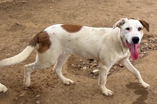 PEANUT, Hund, Deutscher Schäferhund-Mix in Italien - Bild 5