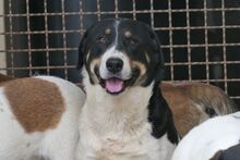 PEANUT, Hund, Mischlingshund in Italien - Bild 1
