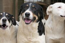 PEANUT, Hund, Mischlingshund in Italien - Bild 2