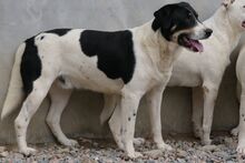 PEANUT, Hund, Mischlingshund in Italien - Bild 3