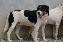 PEANUT, Hund, Mischlingshund in Italien - Bild 4