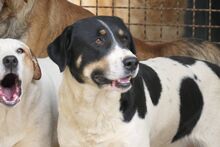 PEANUT, Hund, Mischlingshund in Italien - Bild 5