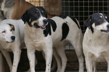 PEANUT, Hund, Mischlingshund in Italien - Bild 6
