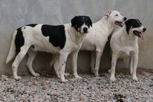 PEANUT, Hund, Mischlingshund in Italien - Bild 7
