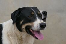 PEANUT, Hund, Mischlingshund in Italien - Bild 8
