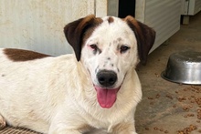 PEGGY, Hund, Jagdhund-Golden Retriever--Mix in Italien - Bild 1