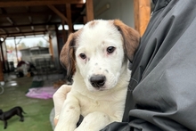 PEGGY, Hund, Jagdhund-Golden Retriever--Mix in Italien - Bild 10