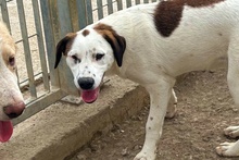 PEGGY, Hund, Jagdhund-Golden Retriever--Mix in Italien - Bild 2