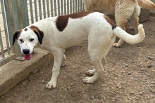 PEGGY, Hund, Jagdhund-Golden Retriever--Mix in Italien - Bild 3