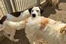 PEGGY, Hund, Jagdhund-Golden Retriever--Mix in Italien - Bild 4