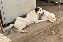 PEGGY, Hund, Jagdhund-Golden Retriever--Mix in Italien - Bild 5