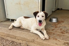 PEGGY, Hund, Jagdhund-Golden Retriever--Mix in Italien - Bild 6