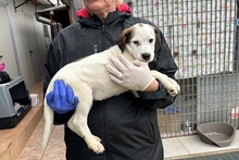 PEGGY, Hund, Jagdhund-Golden Retriever--Mix in Italien - Bild 9