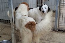 PEGGY, Hund, Mischlingshund in Italien - Bild 10