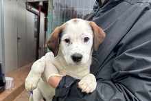 PEGGY, Hund, Mischlingshund in Italien - Bild 17