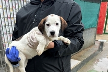 PEGGY, Hund, Mischlingshund in Italien - Bild 18