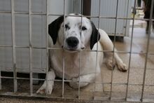 PEGGY, Hund, Mischlingshund in Italien - Bild 2