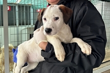 PEGGY, Hund, Mischlingshund in Italien - Bild 21