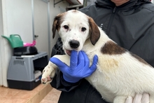 PEGGY, Hund, Mischlingshund in Italien - Bild 22
