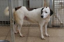 PEGGY, Hund, Mischlingshund in Italien - Bild 3