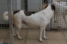 PEGGY, Hund, Mischlingshund in Italien - Bild 4