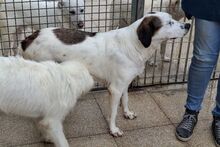 PEGGY, Hund, Mischlingshund in Italien - Bild 6
