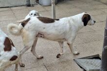 PEGGY, Hund, Mischlingshund in Italien - Bild 7