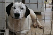 PEGGY, Hund, Mischlingshund in Italien - Bild 8