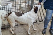 PEGGY, Hund, Mischlingshund in Italien - Bild 9
