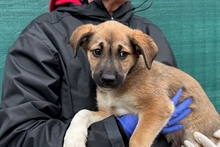 PIPPA, Hund, Jagdhund-Golden Retriever--Mix in Italien - Bild 10