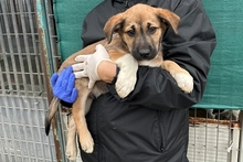 PIPPA, Hund, Jagdhund-Golden Retriever--Mix in Italien - Bild 11