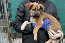 PIPPA, Hund, Jagdhund-Golden Retriever--Mix in Italien - Bild 12