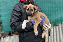 PIPPA, Hund, Jagdhund-Golden Retriever--Mix in Italien - Bild 13