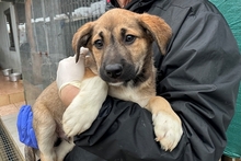 PIPPA, Hund, Jagdhund-Golden Retriever--Mix in Italien - Bild 14