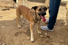 PIPPA, Hund, Jagdhund-Golden Retriever--Mix in Italien - Bild 2