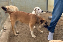 PIPPA, Hund, Jagdhund-Golden Retriever--Mix in Italien - Bild 3