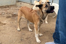 PIPPA, Hund, Jagdhund-Golden Retriever--Mix in Italien - Bild 6