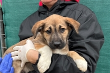 PIPPA, Hund, Jagdhund-Golden Retriever--Mix in Italien - Bild 9