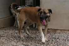 PIPPA, Hund, Mischlingshund in Italien - Bild 1