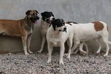 PIPPA, Hund, Mischlingshund in Italien - Bild 10