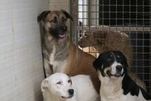 PIPPA, Hund, Mischlingshund in Italien - Bild 11