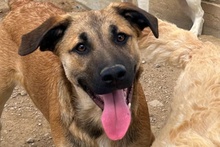 PIPPA, Hund, Mischlingshund in Italien - Bild 12