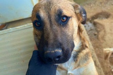 PIPPA, Hund, Mischlingshund in Italien - Bild 15