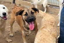 PIPPA, Hund, Mischlingshund in Italien - Bild 16