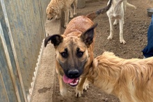 PIPPA, Hund, Mischlingshund in Italien - Bild 19